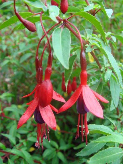 Fuchsia magellanica 'Globosa' fleur